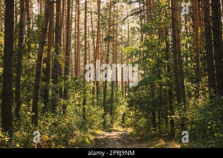 Pfad, Gasse, Gehweg, Weg Im Sommer Mischwald Zwischen Wald Bäume. Schöne Landschaft Von Wald, Park Stockfoto