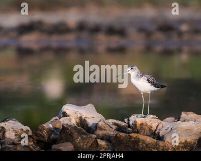 Green Sandpiper (Tringa ochropus) ist ein kleiner Wader Shorebird der Alten Welt. Vogelwaten im flachen Feuchtgebiet während der Wanderung. Naturlandschaft in Europa. Stockfoto