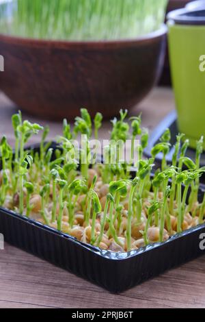 Anbau verschiedener Mikrogrüner und grüner Zwiebeln auf dem Fensterbrett zu Hause bei Sonnenlicht. Frühling, Heimgärtnern Stockfoto