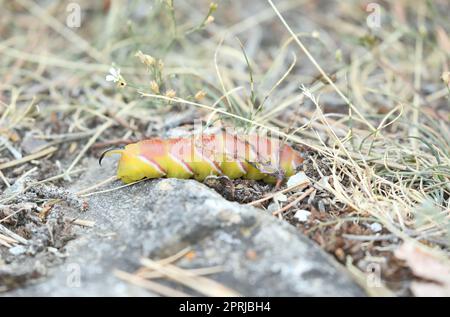 Privet Hawk Moth - Sphinx ligustri - Caterpillar, seltene gelbe Variante, die sich in der Erde vergraben und sich darauf vorbereiten, eine Puppe zu werden Stockfoto