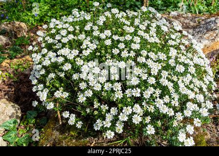 Der Strauch von Iberis sempervirens mit seinen weißen Blumen Stockfoto