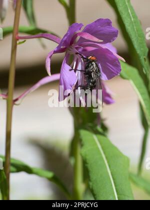 Fleisch fliegt in einem Blumenstrauß, der während der Fütterung genommen wird. Rosa Blumen und grüne Blätter Stockfoto