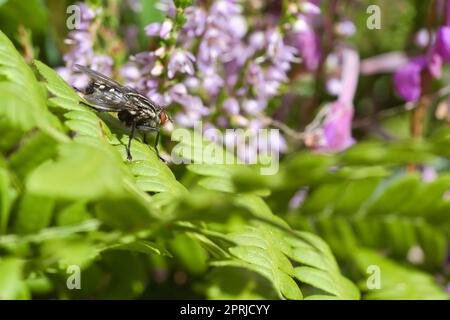 Fleisch fliegt auf einem grünen Blatt mit Licht und Schatten. Haarige Beine in Schwarz und Grau. Stockfoto