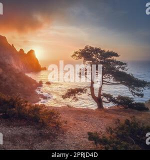 Erstaunlicher Baum, der bei Sonnenuntergang aus dem Felsen wächst. Farbenfrohe Landschaft mit altem Baum mit grünen Blättern, blauem Meer, Bergen und Himmel mit Sonne am Abend. Sommerreisen auf der Krim. Naturhintergrund Stockfoto