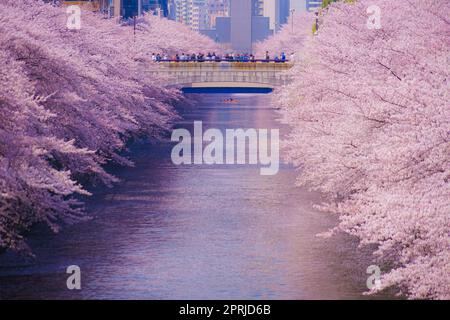 Kirschblüten im Meguro River in voller Blüte Stockfoto
