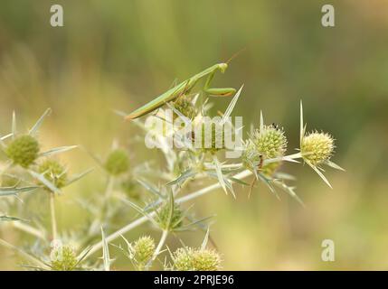 europäische Mantis - Mantis religiosa - stehend auf blühenden Köpfen einer Distel der Watling Street - Eryngium campestre - ein kleines Insekt beobachten Stockfoto