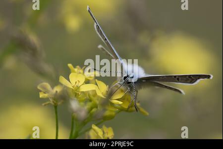 Blauer Schmetterling auf einer gelben Blume trinkt Nektar mit einem Proboscis. Makro Natur Stockfoto