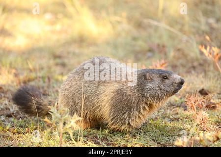 Alpine Murmeltier - Marmota marmota - im Gras sitzend Stockfoto