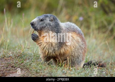 Murmeltier frisst Gras. Nahaufnahme des alpinen Murmeltier in den französischen Alpen im Sommer. Marmota marmota. Stockfoto