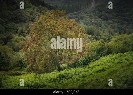 Majestätischer alter Baum, der mit Moos bedeckt und von Sonnenlicht in launischem, tiefem dunklen Wald, Glendalough, Wicklow, Irland, erleuchtet ist Stockfoto