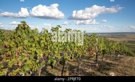 Österreich, Burgenland, Oberpullendorf Bezirk, in der Nähe von Neckenmarkt, Weinberge bei Sonnenaufgang im Herbst, Blick über Deutschkreutz, Blaufraenkischland Stockfoto