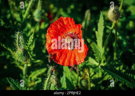 Biene, die Pollen von Blütenorange auf einem natürlichen Hintergrund frisst. Stockfoto