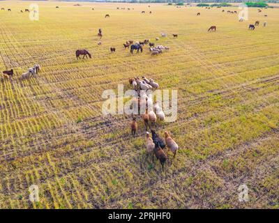 Eine Herde Schafe, Widder, Lämmer und Pferde grasen auf einer Wiese. Wandern und Beweiden von Haustieren auf der Farm und Ranch. Vieh frisst Gras auf einer Lichtung. Stockfoto