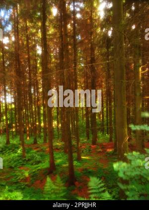 Der Baum - Token eines Typs. Baum - Universalpflanze in allen Arten und Formen. Stockfoto