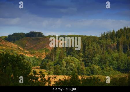 Der Baum - Token eines Typs. Baum - Universalpflanze in allen Arten und Formen. Stockfoto