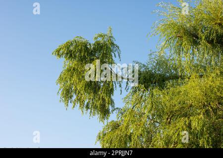 Der Baum - Token eines Typs. Baum - Universalpflanze in allen Arten und Formen. Stockfoto