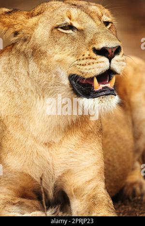 Auf der Suche nach ihrem nächsten Essen. Eine Löwin auf den Ebenen Afrikas. Stockfoto