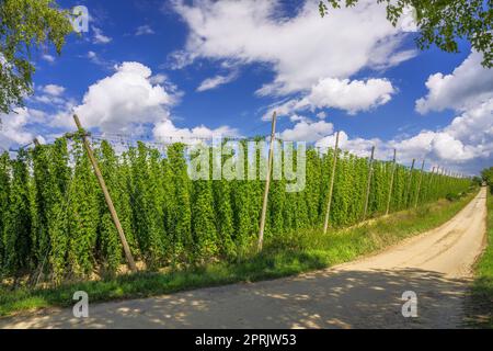 Hopfenanbau in einem Hopfengarten in Bayern, in einem Gebiet namens Hallertau, das für den Hopfenanbau bekannt ist Stockfoto