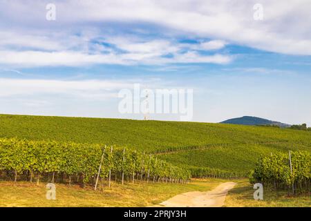 Weinberge in der Nähe von Villány, Baranya, Südungarn Stockfoto