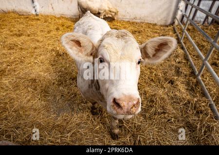 Charolais Kalb in einem Kinderzimmer, kleines Stierportrait Stockfoto