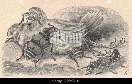 Antikes eingraviertes Bild des Grabkäfers. Klassische Illustration der Sextonkäfer. Altes eingraviertes Bild des Nicrophorus vespillo. Bild Stockfoto