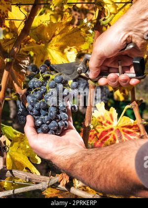 Cannonau-Trauben. Landwirt im Herbst Ernte der Trauben mit einer Schere.. Traditionelle Landwirtschaft. Sardinien. Stockfoto