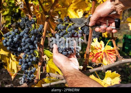 Cannonau-Trauben. Landwirt im Herbst Ernte der Trauben mit einer Schere.. Traditionelle Landwirtschaft. Sardinien. Stockfoto