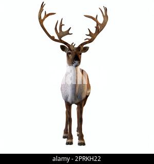 Die Caribou-Rentiere, auch Rentier genannt, leben in den nördlichen Regionen Europas, Sibiriens und Nordamerikas. Stockfoto