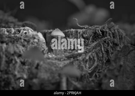 Ein filigraner kleiner Pilz in Schwarz und Weiß, aufgenommen in einer Baumwurzel, mit Lichtfleck im Wald. Waldboden mit Moos und Kiefernnadeln. Makroaufnahme Stockfoto