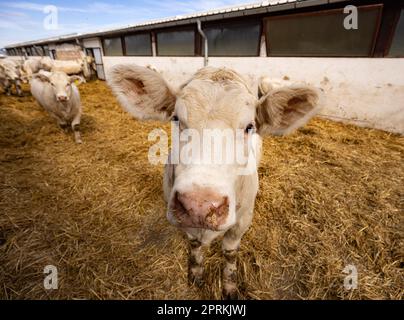 Charolais-Rinderkälber auf einem Bauernhof, Nahaufnahme Stockfoto