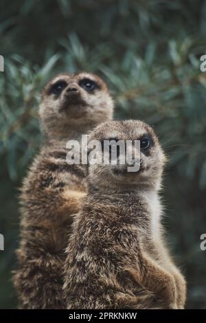 Vertikaler Schuss von zwei niedlichen Erdmännchen auf einem Ast in einem Zoo Stockfoto