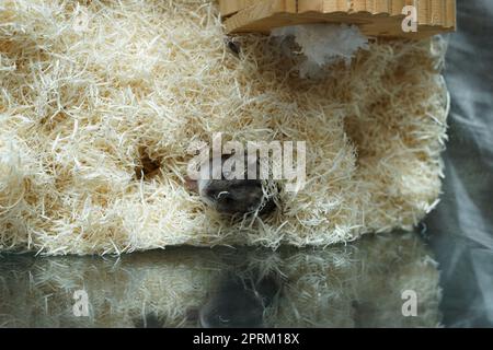 Dungarian Hamster Bild. Drehort: Yokohama-Stadt kanagawa Präfektur Stockfoto