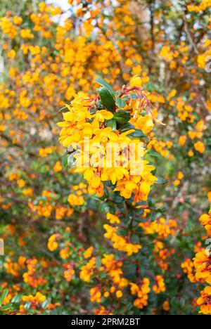 Die gelbe Blume von Berberis darwinii Stockfoto
