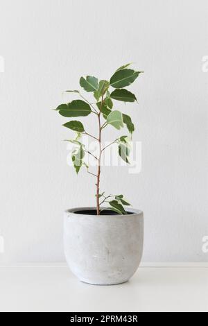 Ficus benjamina variegata, mehrteilige Trauerfeige, Zimmerpflanze mit weißen und grünen Blättern, isoliert auf weißem Hintergrund. Hochformat. Stockfoto