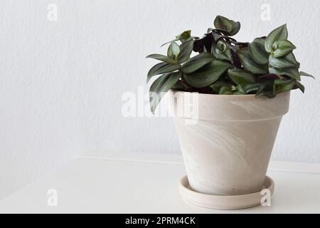 Tradescantia zebrina, auch bekannt als wandernder Kerl, Zimmerpflanze in einem weißen Topf, isoliert auf weißem Hintergrund. Violette, silberne und grüne Blätter. Querformat. Stockfoto