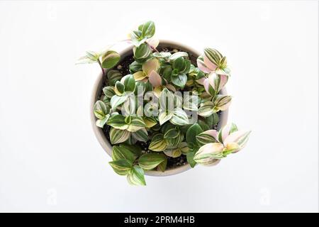 Tradescantia fluminensis Tricolor Zimmerpflanze, in einem weißen Topf, isoliert auf weißem Hintergrund. Die Blätter sind grün, weiß und rosa. Aufnahme von oben. Stockfoto