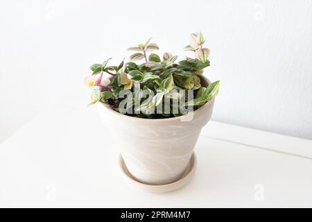 Tradescantia fluminensis Tricolor Zimmerpflanze, in einem weißen Topf, isoliert auf weißem Hintergrund. Die Blätter sind grün, weiß und rosa. Landschaftsaufnahmen. Stockfoto