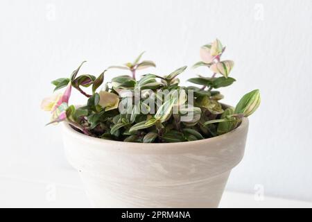 Tradescantia fluminensis Tricolor Zimmerpflanze, in einem weißen Topf, isoliert auf weißem Hintergrund. Die Blätter sind grün, weiß und rosa. Landschaftsaufnahmen. Stockfoto