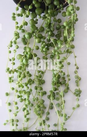 Senecio rowleyanus, Perlenkette, Zimmerpflanze mit runden grünen Blättern. Isoliert auf weißem Hintergrund, im Porträt. Stockfoto