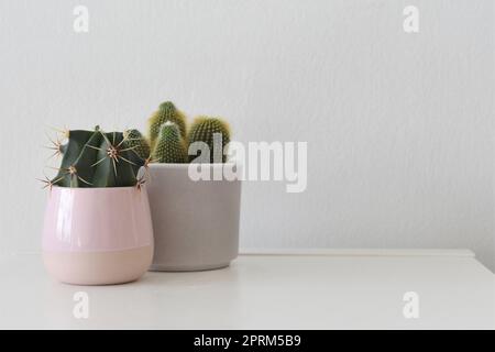 Zwei Kakteen in Keramiktöpfen. Stachelige grüne Zimmerpflanzen, isoliert auf weißem Hintergrund. Querformat. Negatives Leerzeichen für Text. Stockfoto