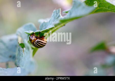 Kartoffelkäfer kriechen auf Kartoffel verlässt. 10 - gestreifte Spearman, die zehn gesäumten Käfer oder die Kartoffel bug, ist ein bedeutender Schädling der Kartoffeln. Lepti Stockfoto