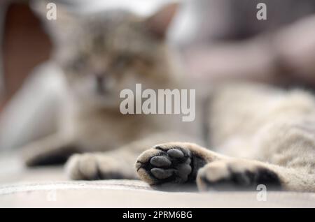 Traurig tabby Katze liegend auf einem weichen Sofa im Freien aufliegt und mit Pfote im Fokus im Vordergrund und Fang in Defokussierungseffekt Stockfoto