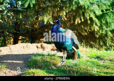 Vogelpfau, der über eine grüne Wiese stolziert. Eleganter Vogel in prächtigen Farben. Tierfoto Stockfoto