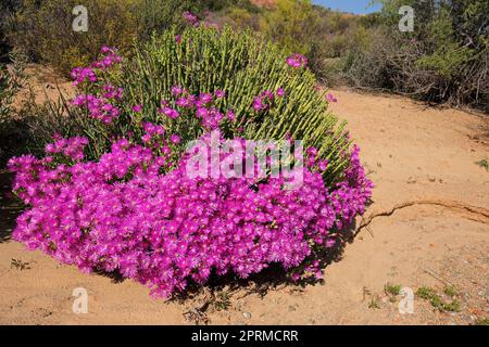 Farbenfrohe Frühlingswildblumen, Namaqualand, Nordkap, Südafrika Stockfoto