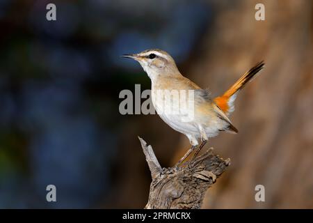 Ein Kalahari-Scrub-Robin (Cercotrichas paena), der auf einem Zweig in Südafrika thront Stockfoto