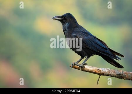 Gemeiner Rabe sitzt auf Zweig im Herbst Natur von der Seite Stockfoto