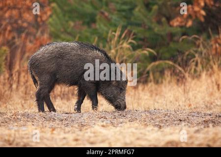 Einzelschwein füttert auf einer Wiese in herbstlicher Natur Stockfoto