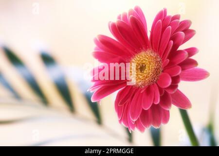 Schöne Gerbera Blume. Gerbera ist in den tropischen Regionen Südamerikas, Afrikas und Asiens beheimatet. Stockfoto