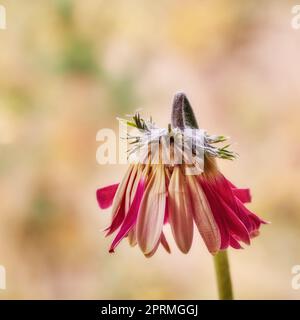 Schöne Gerbera Blume. Gerbera ist in den tropischen Regionen Südamerikas, Afrikas und Asiens beheimatet. Stockfoto