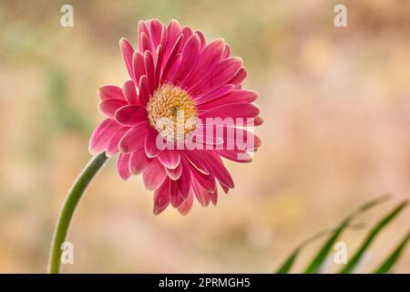 Schöne Gerbera Blume. Gerbera ist in den tropischen Regionen Südamerikas, Afrikas und Asiens beheimatet. Stockfoto